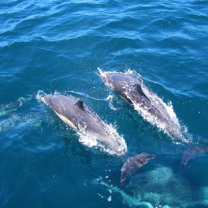 Wildlife